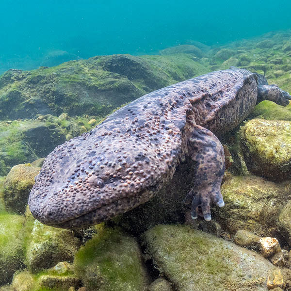 Unique big animal adventures.