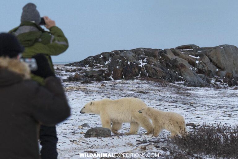 Walking with Polar Bears in Churchill.