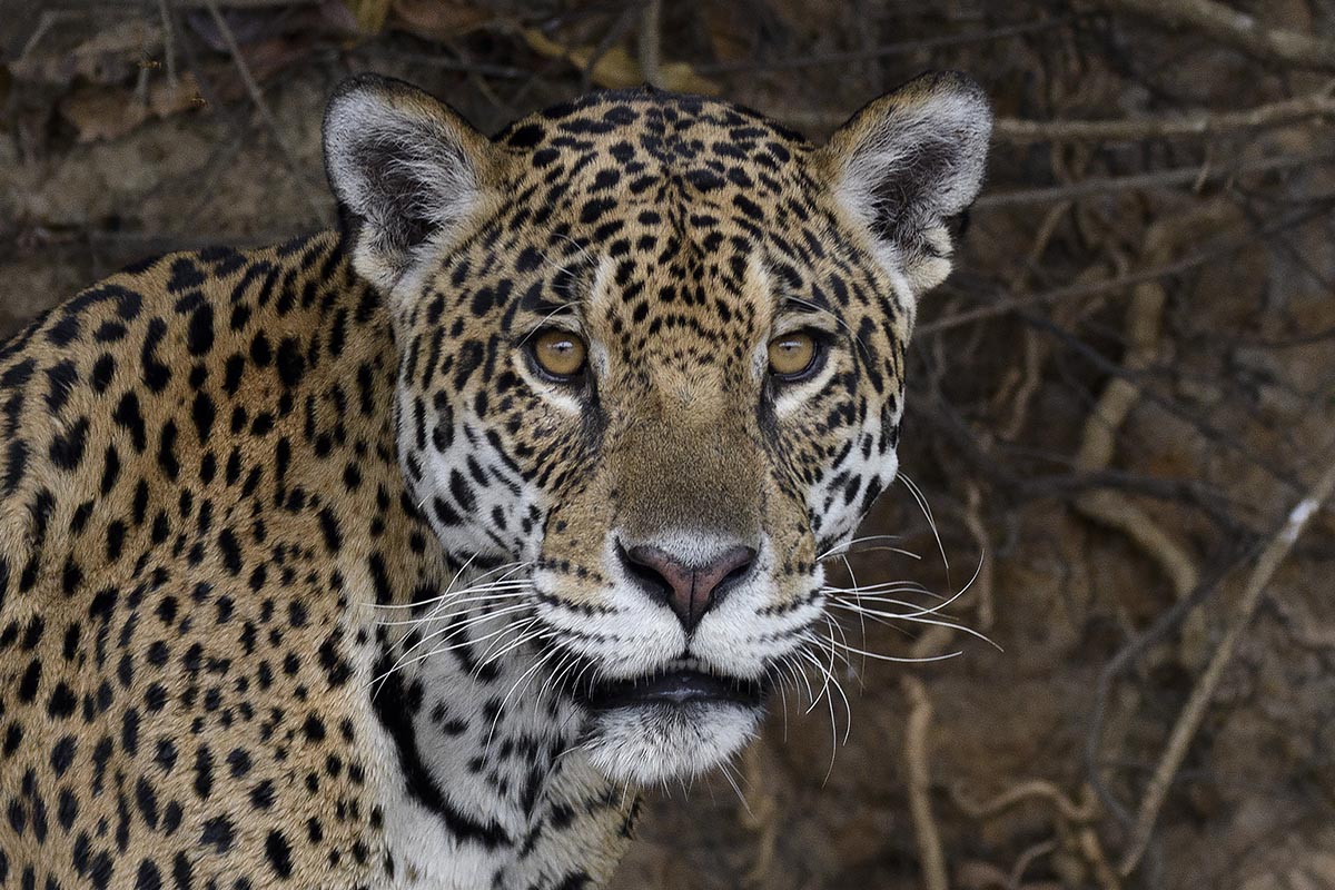 Incredible wildlife encounters.