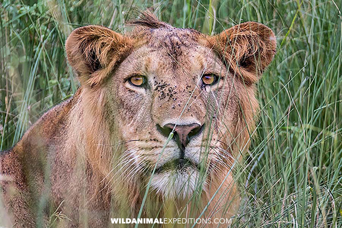 African lion safari in Uganda.
