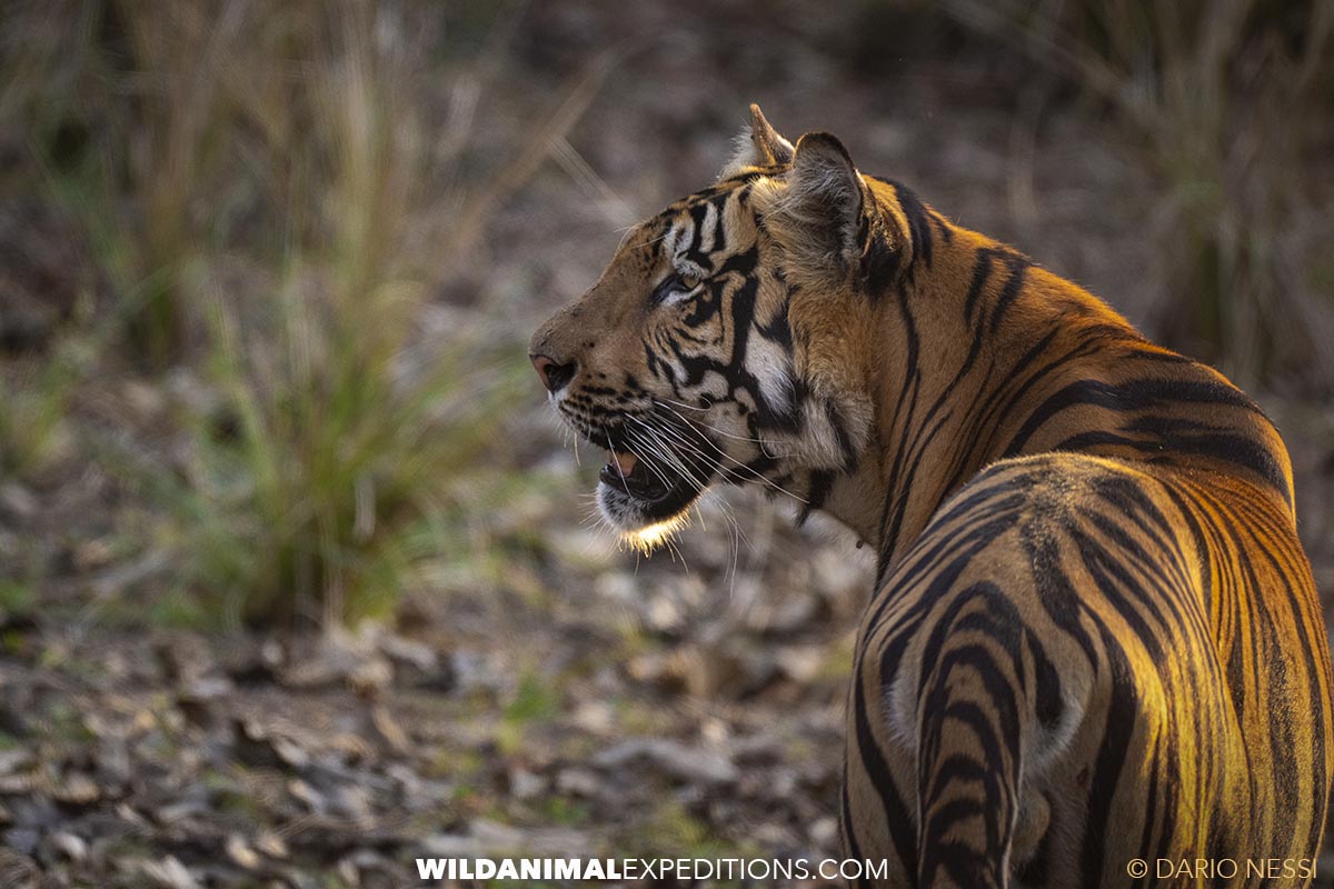 Bengal Tiger Photography Tour in Tadoba National Park in India.