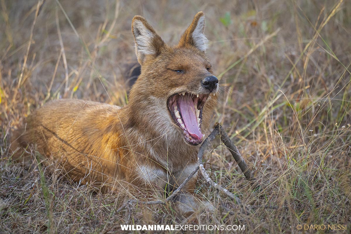 Dhole photographed on a Bengal Tour Tour.