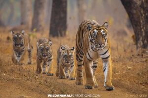 Bengal Tiger Photography Trip in Tadoba, India.