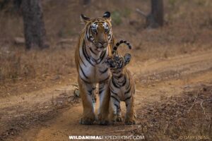 Bengal Tiger Photography Tour in Tadoba National Park in India.