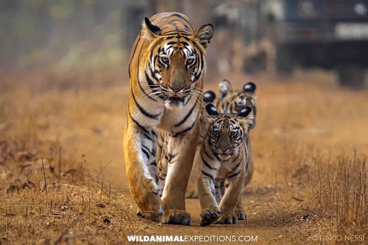 Bengal Tiger Photography Tour in Tadoba National Park in India.