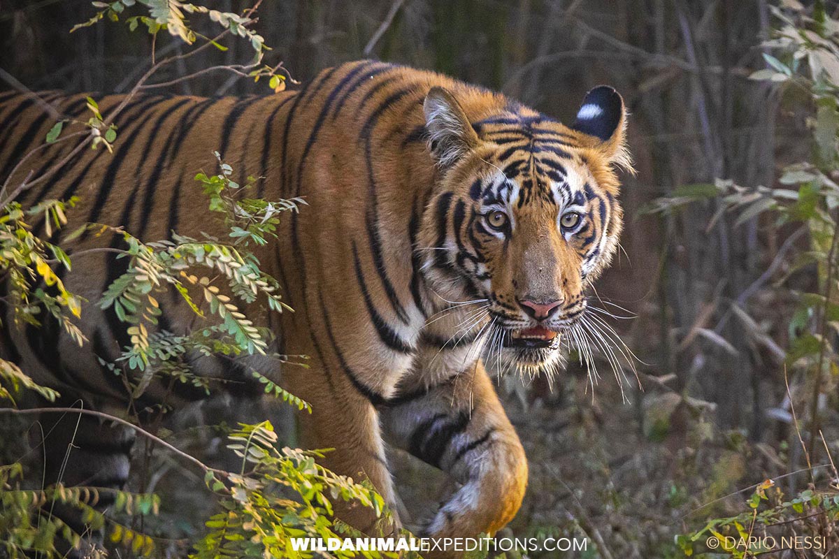 Bengal Tiger Photography Trip in Tadoba, India.