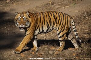 Bengal Tiger Photography Tour in Tadoba National Park in India.