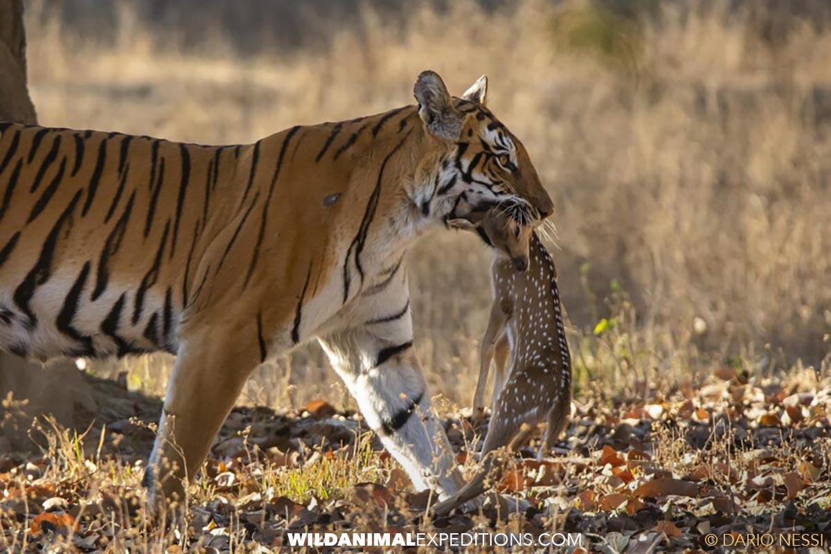 Bengal Tiger Photography Tour in Tadoba National Park in India.