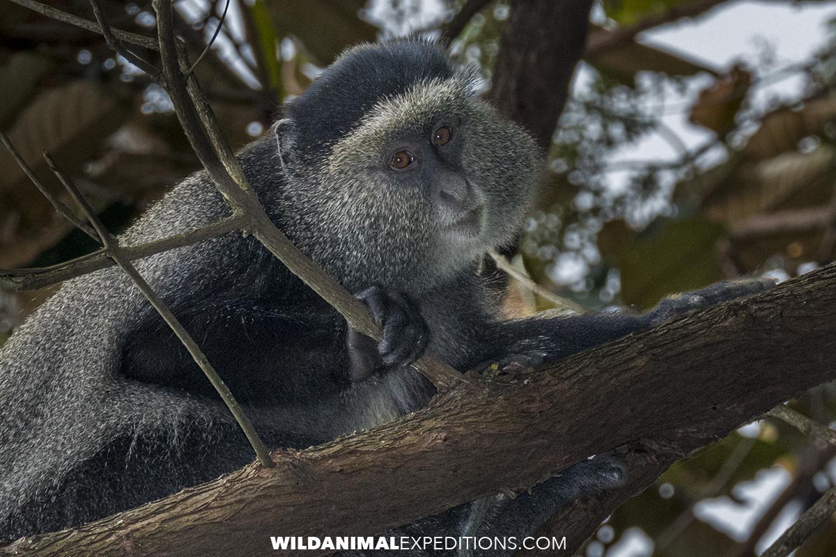 Blue Monkey in Bwindi. Gorilla Trekking.