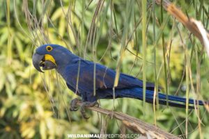 Blue hyacinth macaw. Birding photography tour in the Pantanal.