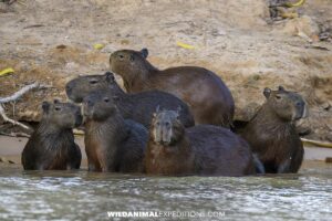 Capybara family on a Jaguar Photography Tour in the Pantanal.