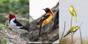 Colorful birds o the river. Jaguar Photography Tour in the Pantanal.