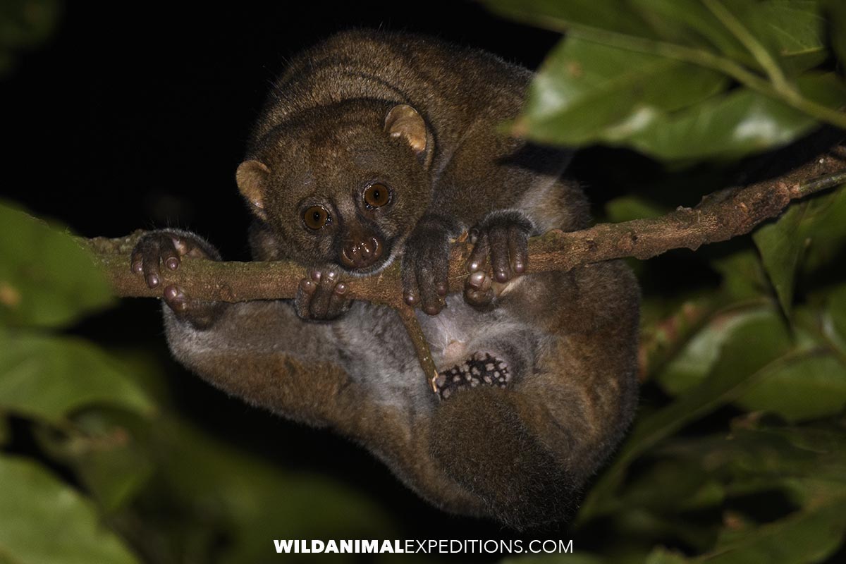 East African Potto in Uganda on a primate safari.
