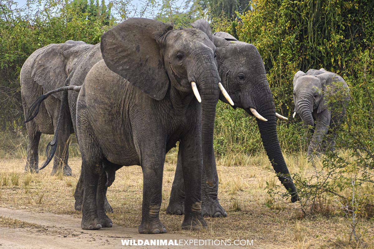 Elephants on Safari in Uganda.