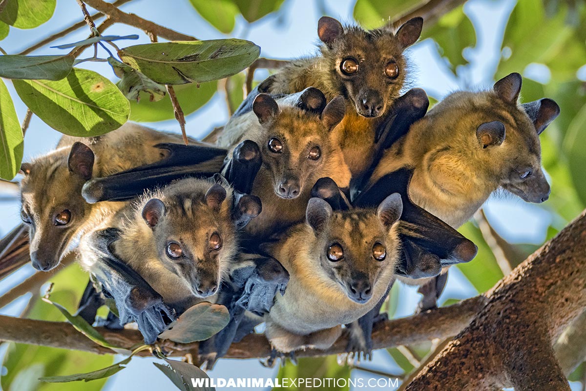 Flying foxes on a Gorilla Trekking Trip in Uganda.