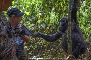 Gorilla encounter in Uganda.