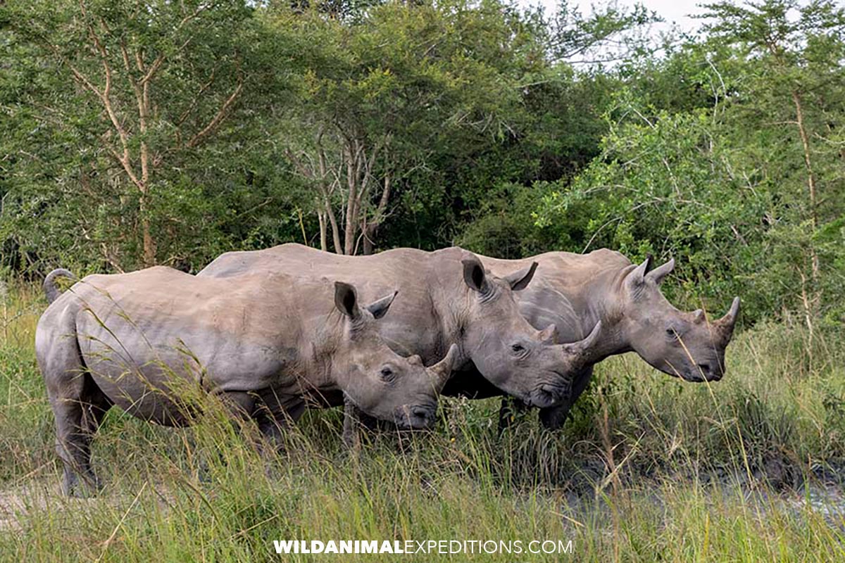 Gorilla trekking. Walking with rhinos.