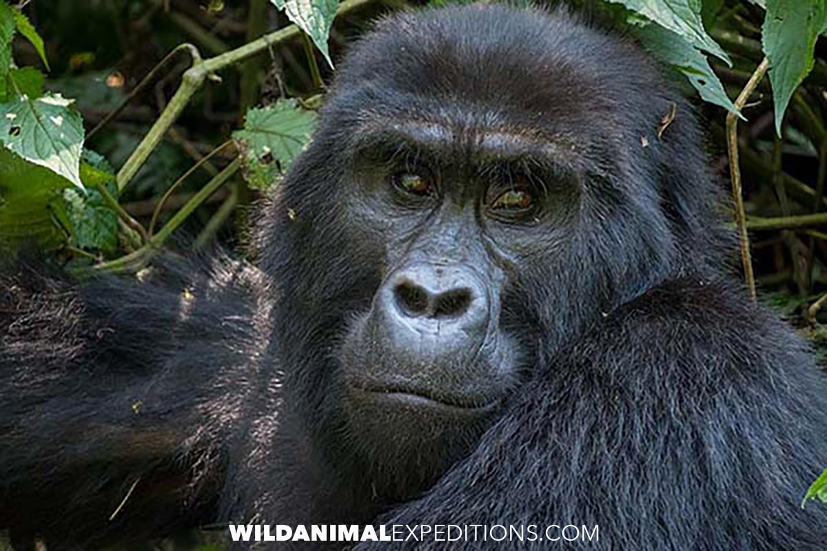 Gorilla Trekking and Primate Safari in Uganda.