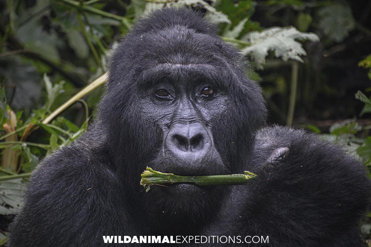 Gorilla Trekking and Safari in Uganda.