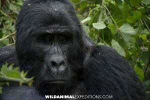 Gorilla Tour in Uganda.