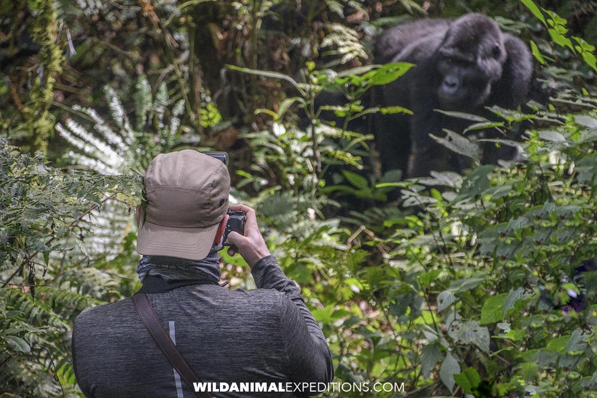 Gorilla trekking in Bwindi Impenetrable Forest.