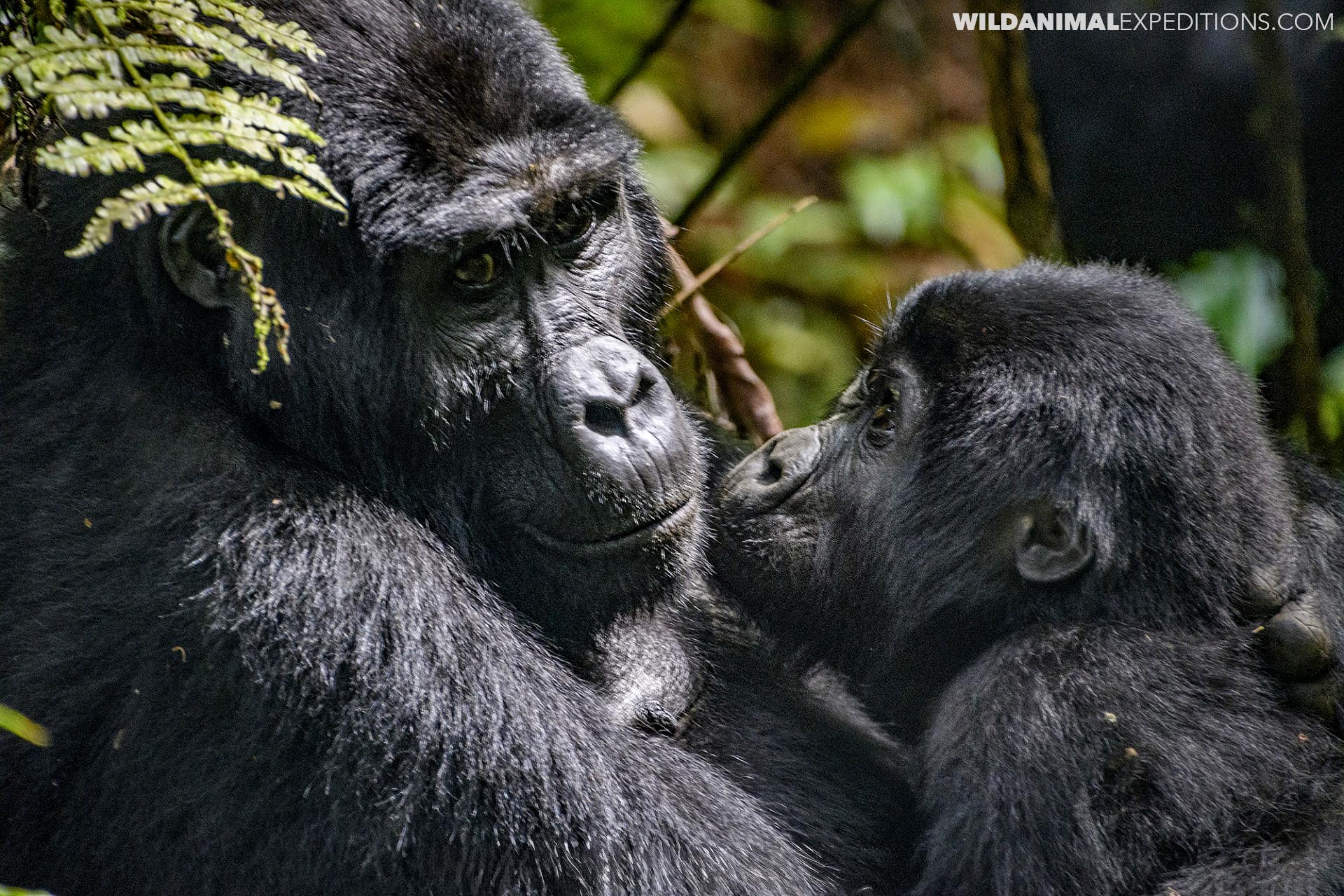 Gorilla Trekking tour in Uganda.