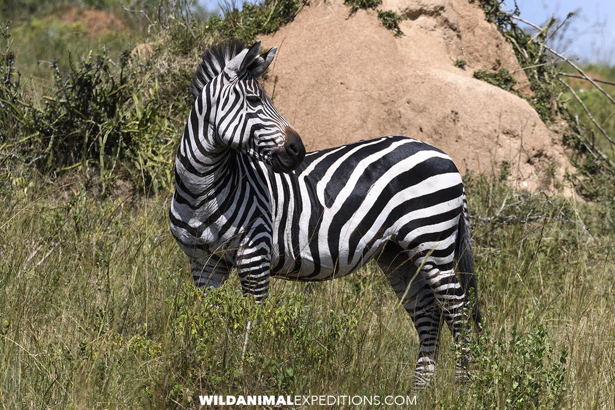 Grant's Zebra in Uganda on Safari.