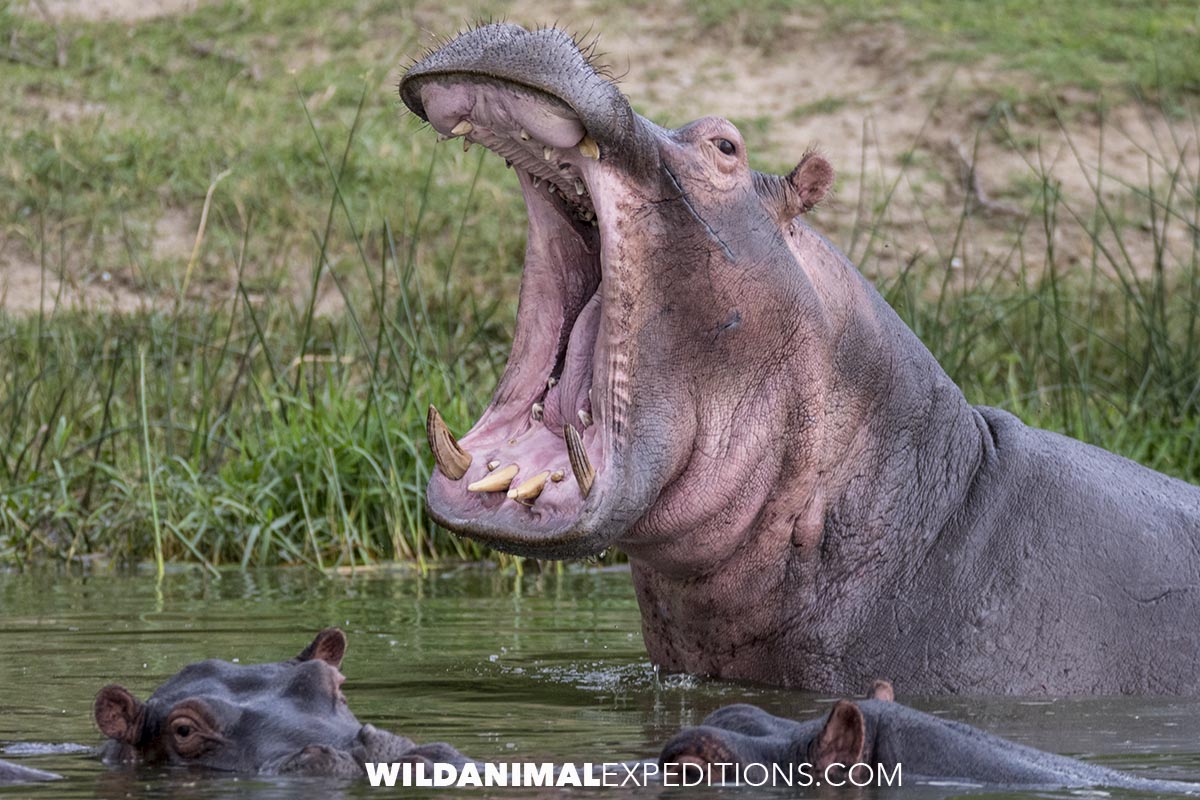Hippos in the Kazinga Channel in Uganda.