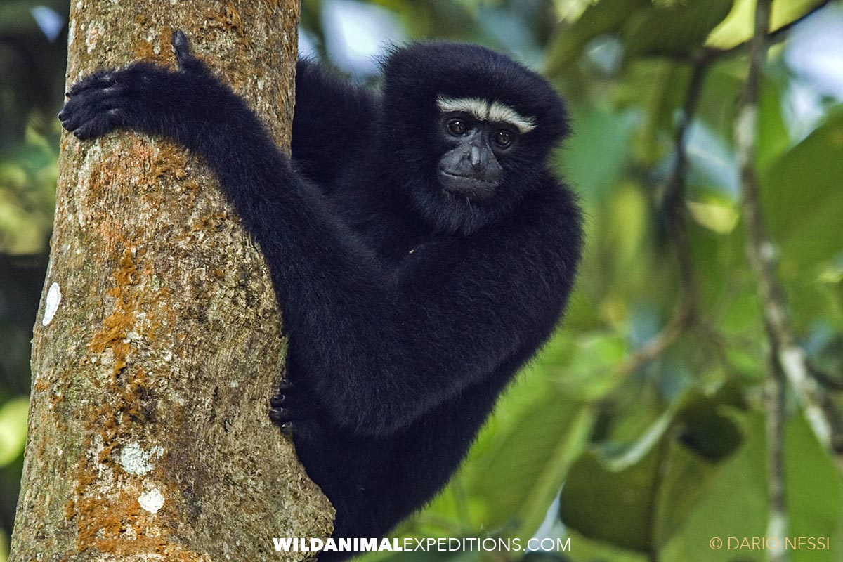 Hoolock Gibbon on a primate safari during a Photography Trip in Kaziranga, India.