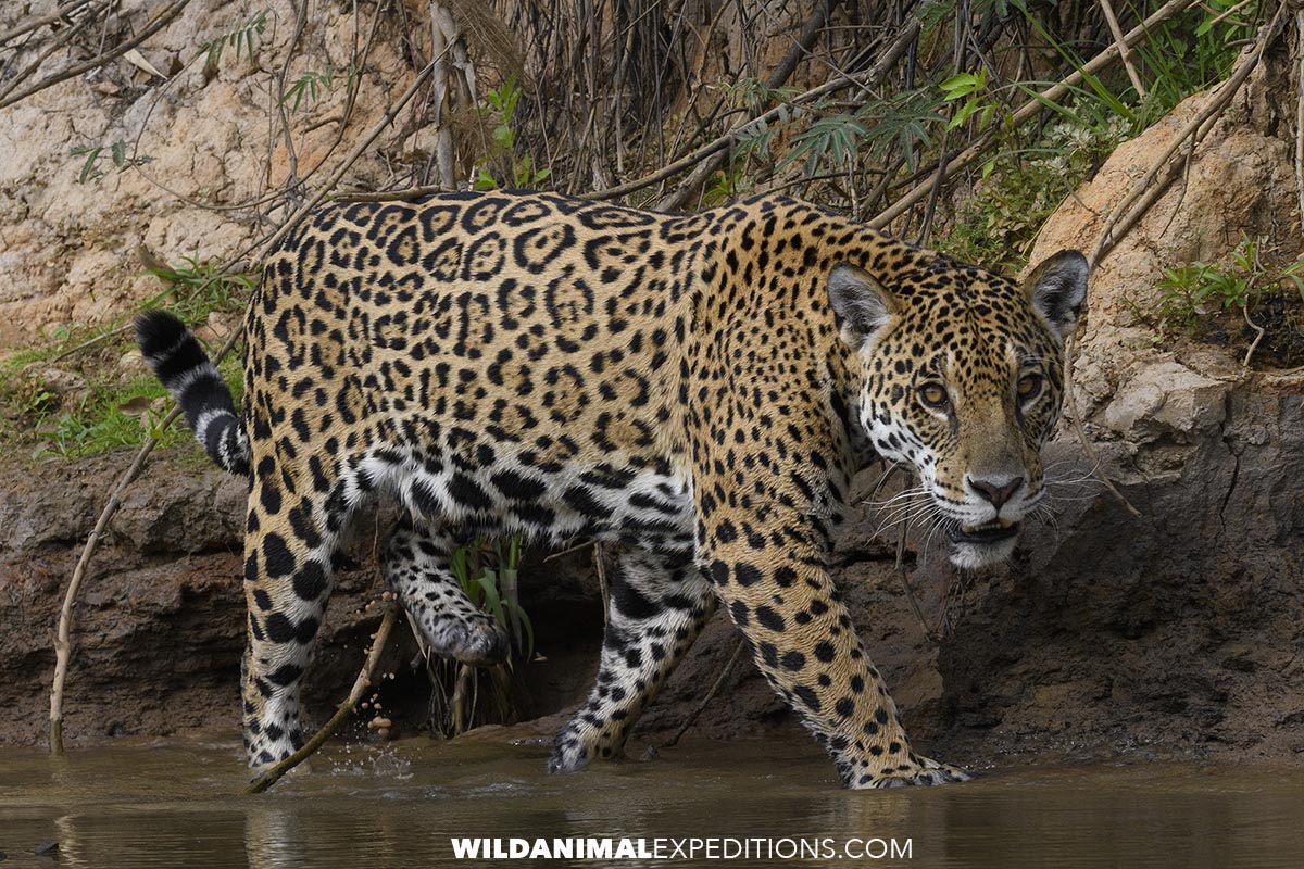 Jaguar on the bank of the black channel on a wildlife tour in the Pantanal.