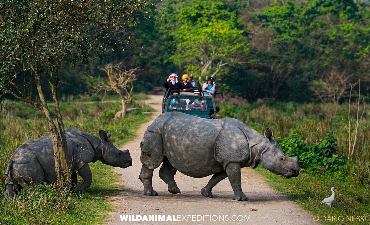 One-horned Indian Rhinoceros Photography Trip in Kaziranga, India.