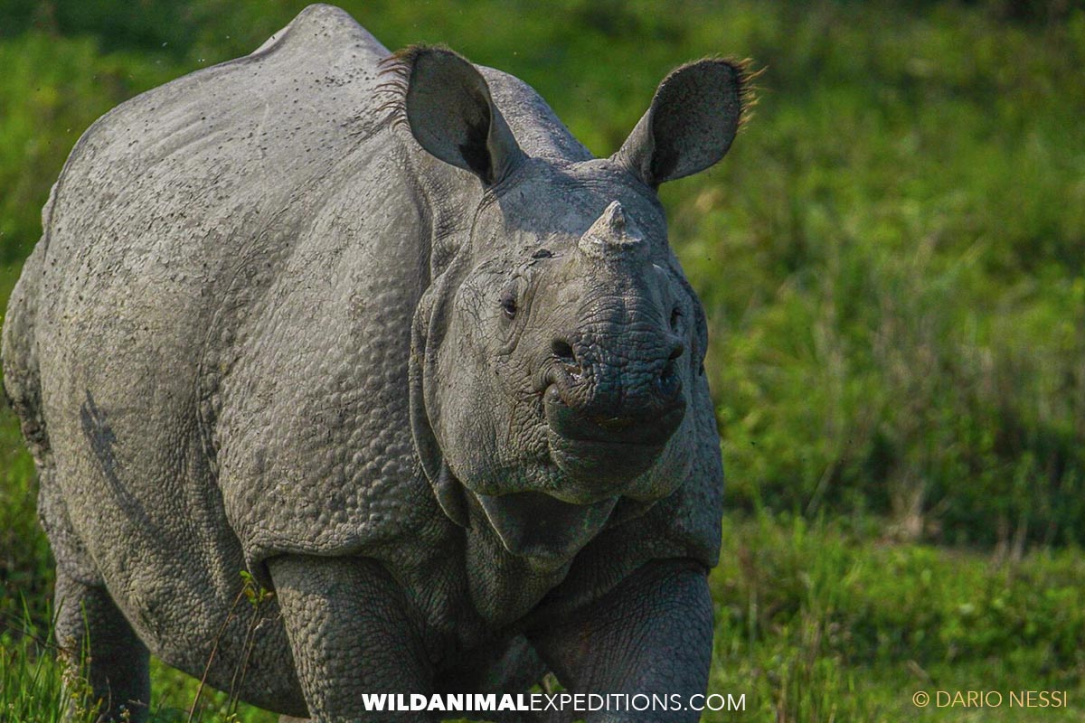 One-horned Indian Rhinoceros Photography Trip in Kaziranga, India.