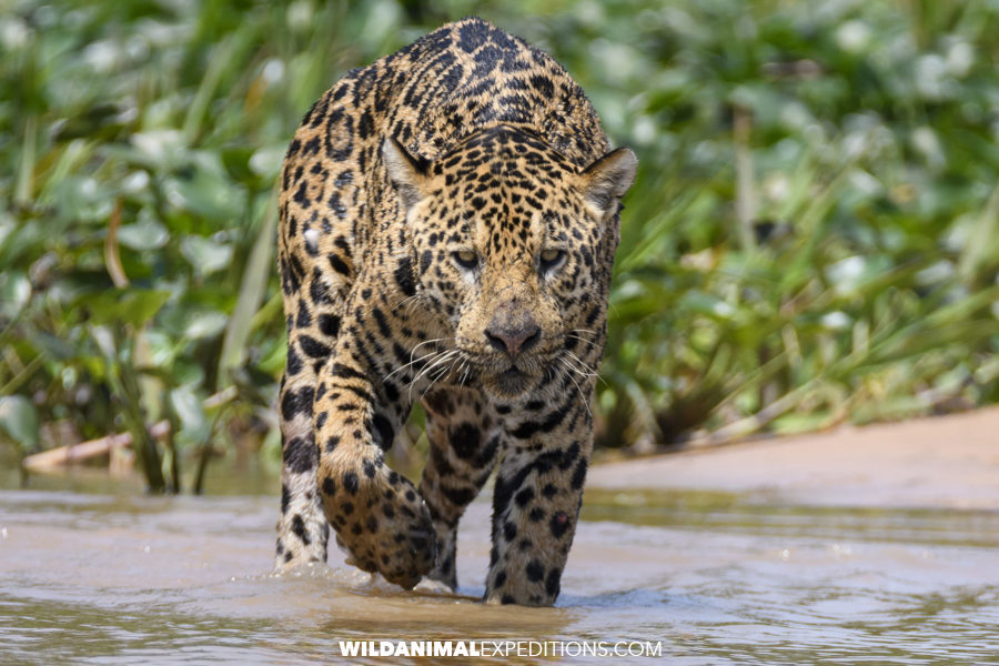 Jaguar hunting caiman in the Brazilian Pantanal.