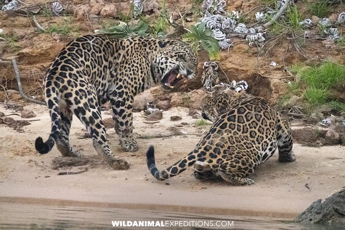 Jaguars fighting on the bank of the black channel on a wildlife photography tour in the Pantanal.