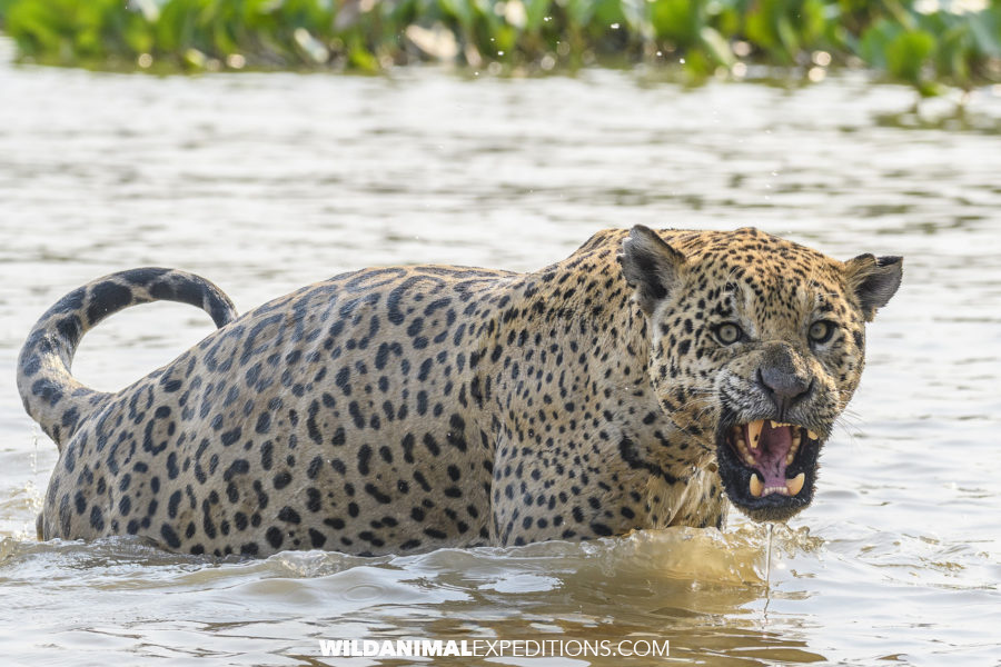 Jaguar growling in the Pantanal.