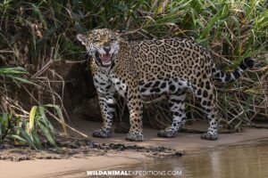 Jaguar growling on the rver bank in the Pantanal.