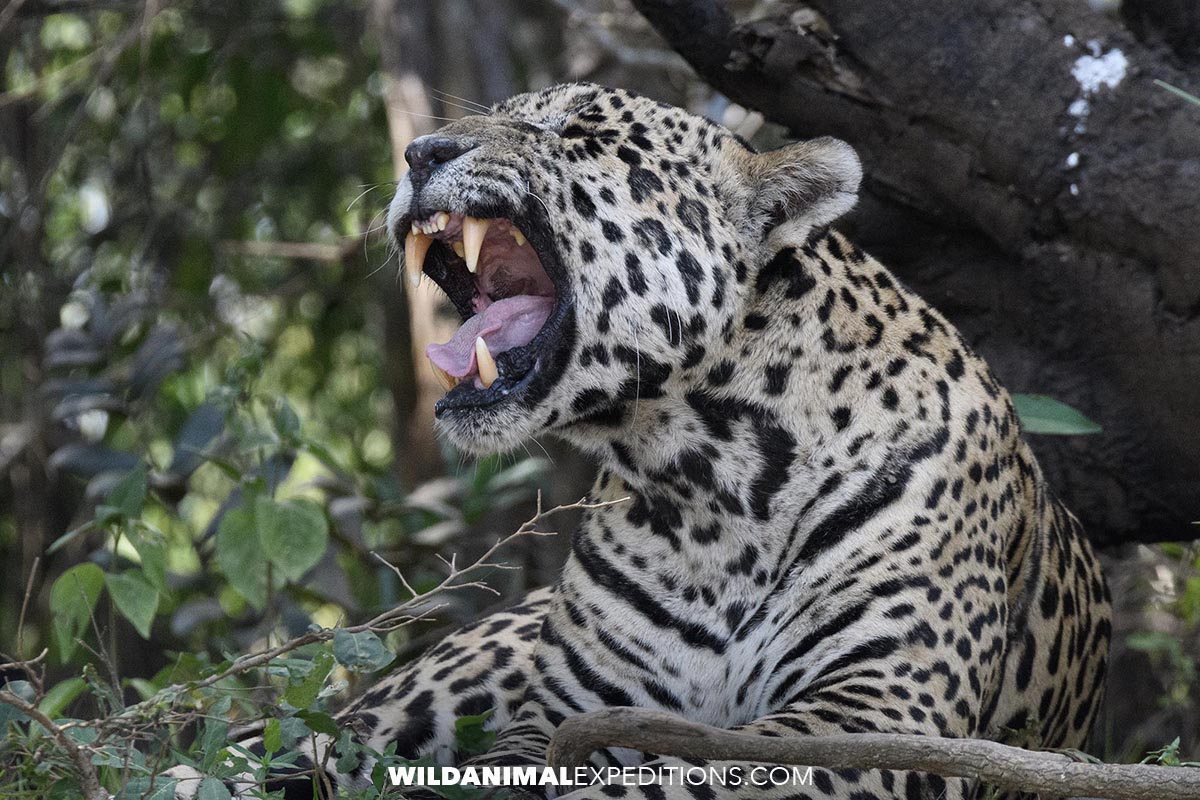 Jaguar showing its formidable teeth.