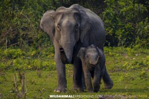 Indian Elephant Photography Trip in Kaziranga, India.