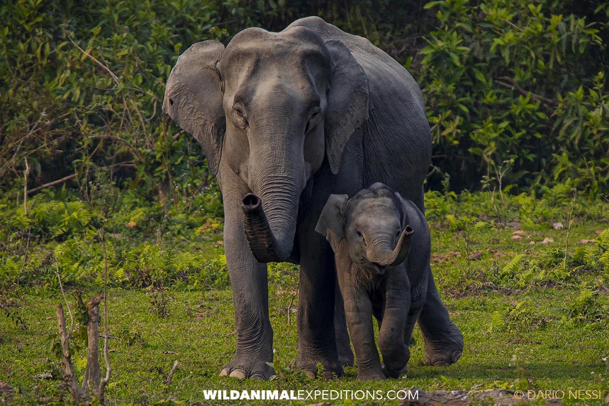 Indian Elephant Photography Trip in Kaziranga, India.