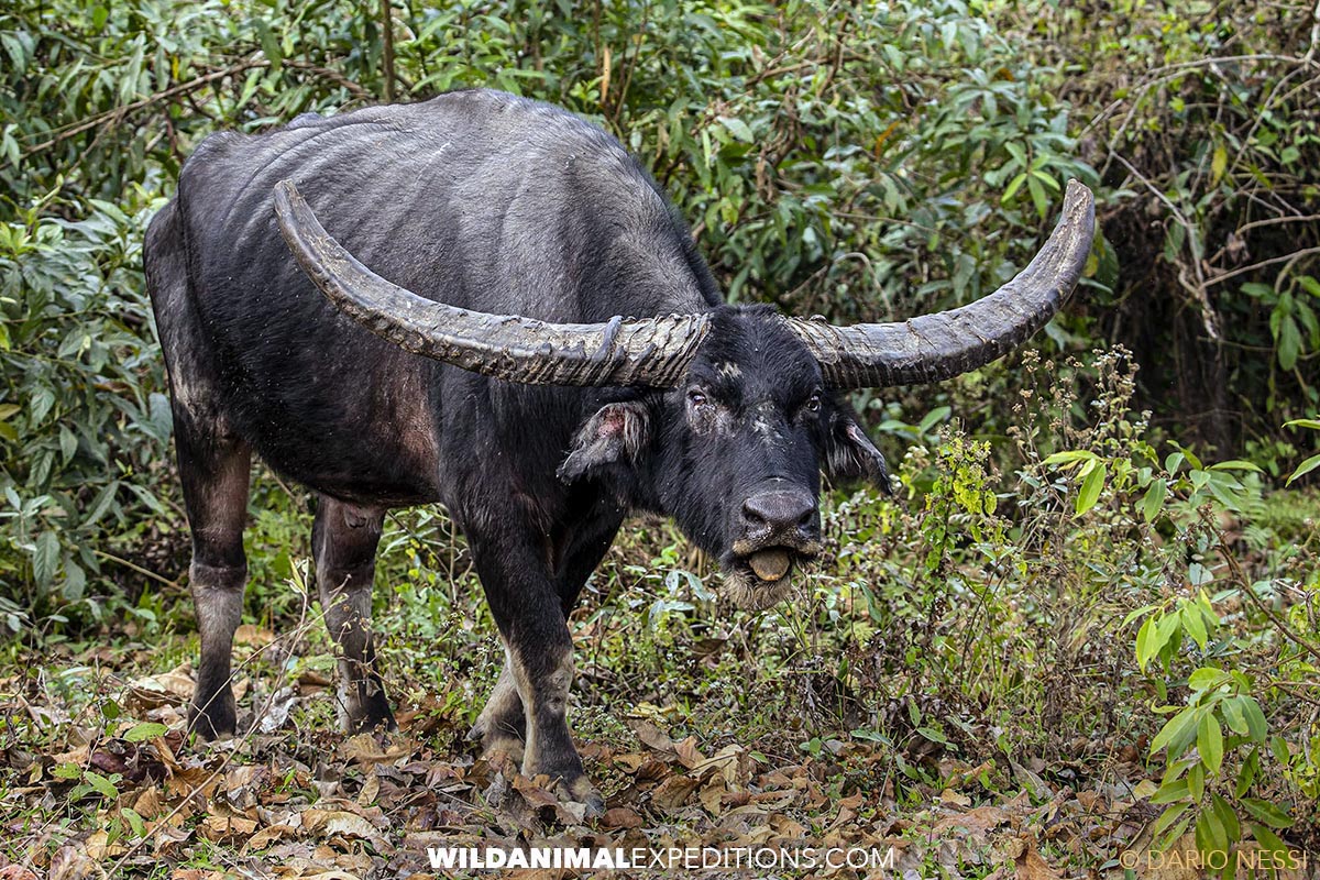 Wild Water Buffalo in Kaziranga, India.