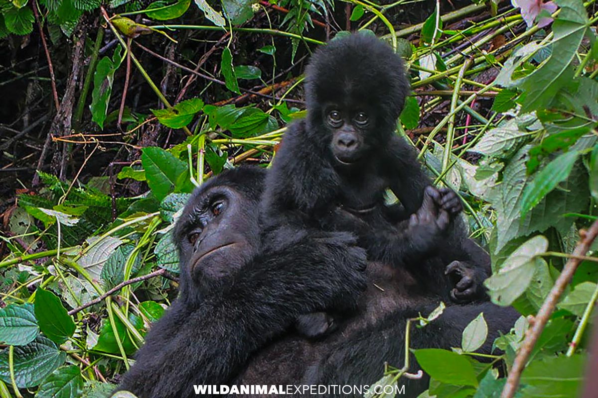 Mountain Gorilla trekking encounter in Uganda.