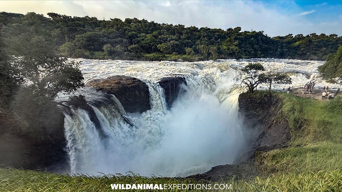 Murchison Falls Safari in Uganda.