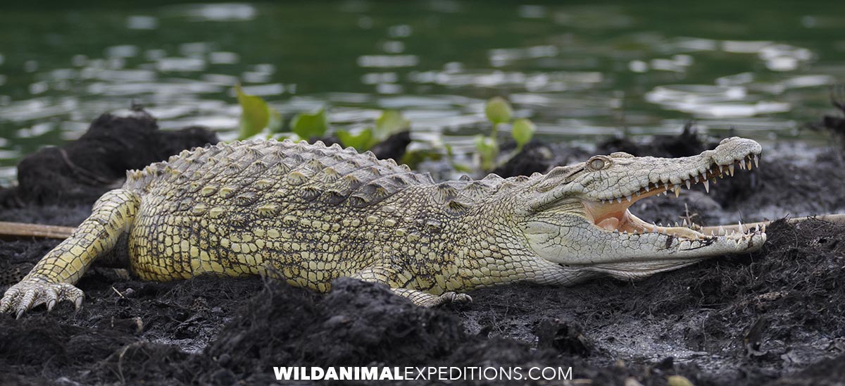 Nile Crocodile in the Kazinga Channel in Uganda.