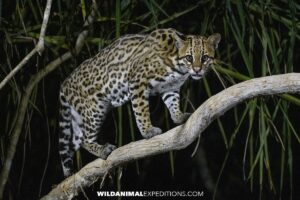 Ocelot photography encounter.