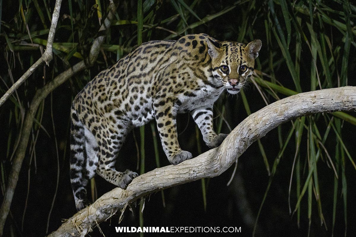 Ocelot photography encounter.