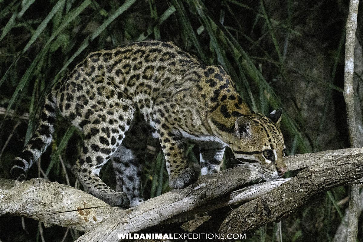 Ocelot photography encounter at Santa Teresa lodge in the Pantanal.