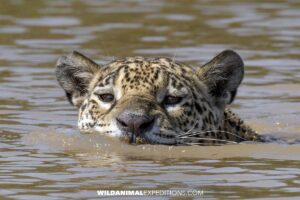 Jaguar swimming across the black channel in the Brazilian Pantanal.