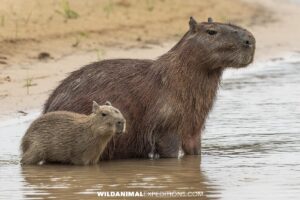 Capybara family on a Jaguar Photography Tour in the Pantanal.
