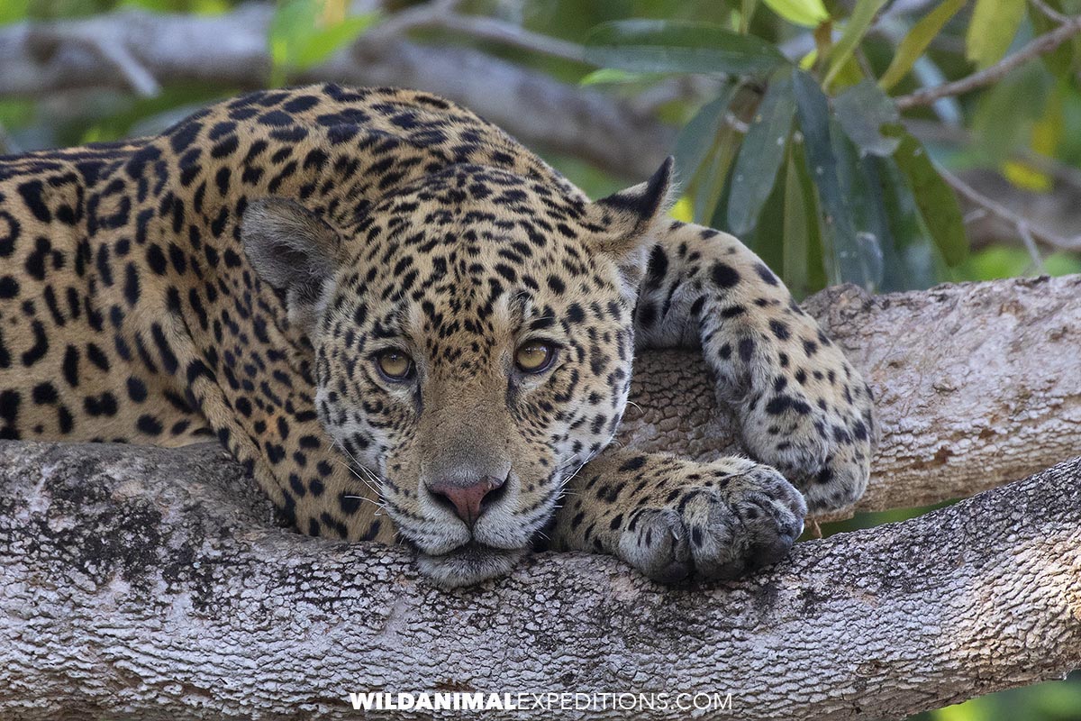 Jaguar in a tree in the Brazilian Pantanal.