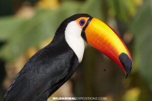 Toucan sitting in a tree next to the river. Jaguar Photography Tour in the Pantanal.